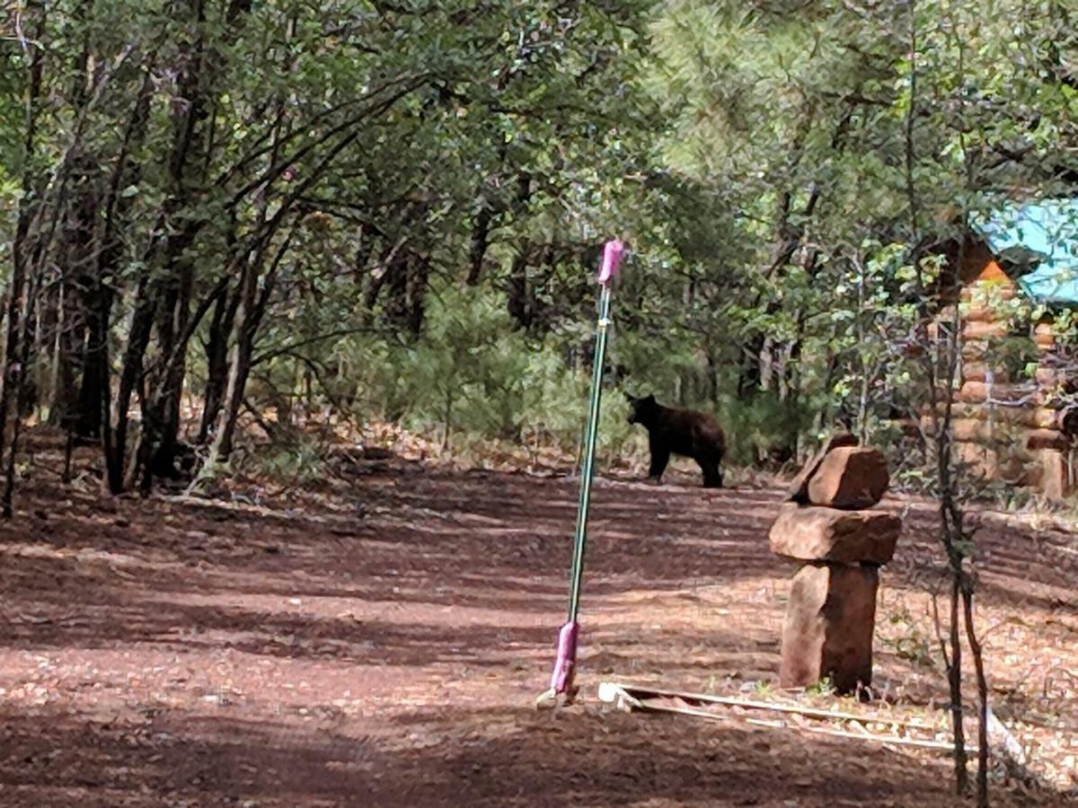 Cozy Cub Log Cabin - Year Round Tranquil Beauty Pinetop-Lakeside Eksteriør bilde